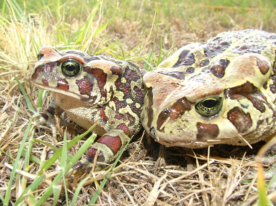 The Western Leopard Toad is endangered