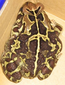 Western Leopard Toad (Amietophrynus pantherinus)