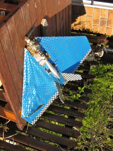 sad case of the Zeekoevlei blues