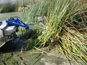 Reed Cutter Cutting