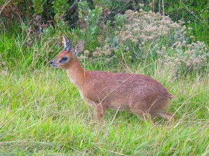 http://www.grida.no/photolib/detail/cape-grysbok-raphicerus-melanotis-bettys-bay-south-africa_5731