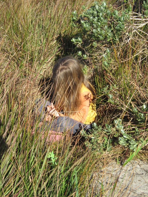 Butterfly hunt 8-Sep-2012-8
