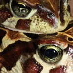 The males eye in the top of the picture have a very different expression to that of the females at the bottom.