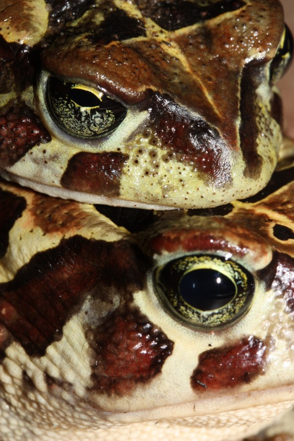 The males eye in the top of the picture have a very different expression to that of the females at the bottom.