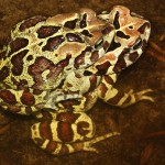 The pair in the waters of Rondevlei