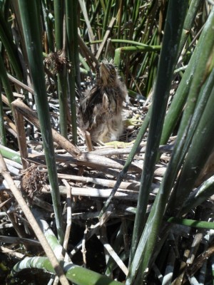 These are some images taken at a recent water bird ringing session at Rondevlei. 