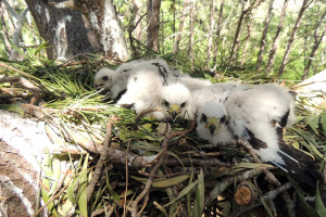 The young birds on the nest in Constantia