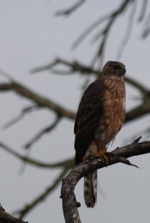 The bird at Rondevlei on 4th August 2014. 