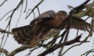 The bird in flight showing the colour rings on the legs (apologies for the poor picture quality)