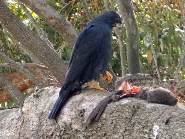 Now you can see me better