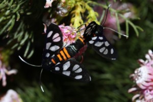 Heady Maiden moths (1)