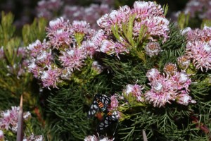 Heady Maiden moths