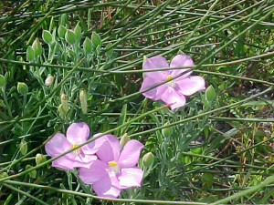 Orphium frutescens (2)