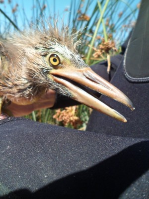 Black-crowned Night Heron chick