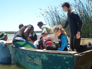 Water bird ringing on Rondevlei  (2013)
