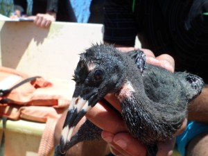 One of the species we will try ring tomorrow. 