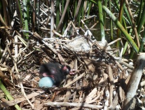 Glossy Ibis chick on nest