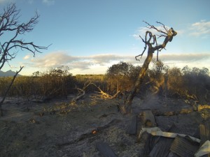 Pretty much nothing remains of the Otter Bush Camp after the fire has passed through it. 