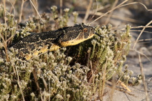 Puffadder