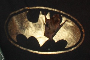 Bat man & Friend (1)