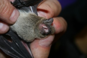 Cape Serotine Bat - Zeekoevlei (1)