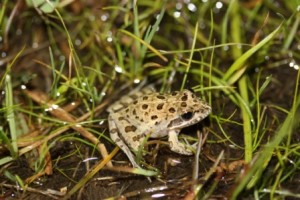 Clicking Stream Frog