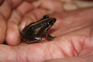 Clicking Stream Frog - Kenilworth (reduced)