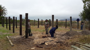 The Eland boma poles are planted in anticipation for the animals arrival in late October. 