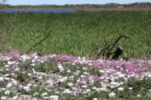 White daisies; Cape Snow (Dimorphatheca pluvialis) open in the mid day sun. 