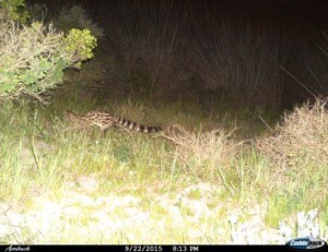 Large-spotted Genet