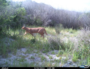 These animals were extinct on the Cape Flats; we re-established them in the late 1990's. 