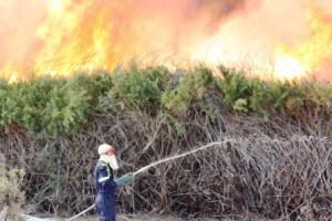 Rondevlei fire 2