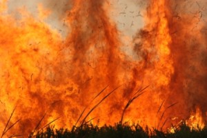 Rondevlei fire