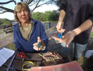 The two Malachite Kingfishers we rung last month. These are fascinating birds to have in the hand. 