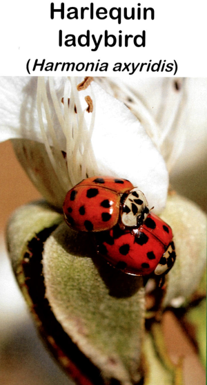 harlequin-ladybird
