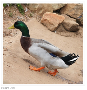 Mallard duck (http://www.invasives.org.za/legislation/item/366-mallard-anas-platyrhynchos)