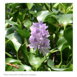 Water hyacinth (http://www.invasives.org.za/plants/aquatic-plants/item/246-water-hyacinth-eichhornia-crassipes)