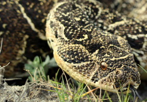 Puffadder ex Westlake 2