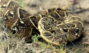 Puffadder ex Westlake