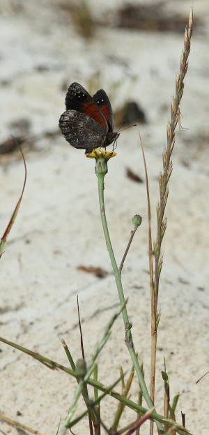 Sand Dune Widow