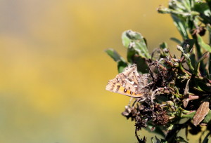 Silver Arrowhead (Phasis thero thero)