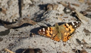 Vanessa cardui