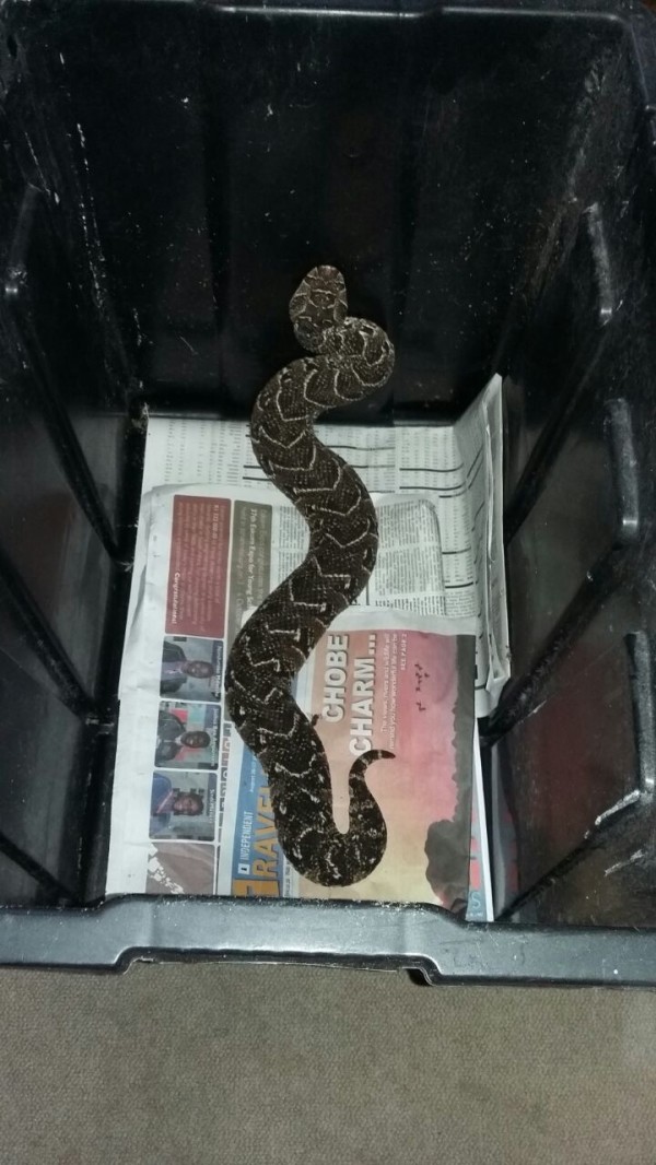 Puff Adder