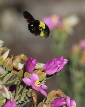 The carpenter bee selects a flower. 