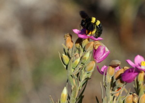 The carpenter bee lands so as to clasp the filaments of the anthers, positioning itself over the center of the flower. 