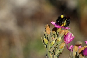 The carpenter bee tightly clasps the flower whilst emitting a audible "buzz" which shakes pollen from the twisted anthers. 
