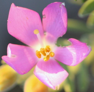 A close up of the Orphium flower. the tiny holes for the release of pollen can be seen at the tips of the anthers. The stigma (female part of the flower) can be seen to one side facing upwards. 