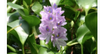 Water Hyacinth in Zeekoevlei